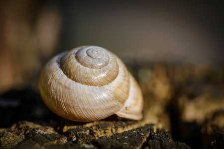 Single snail shell, on a tree trunk in the dark forest, under a dramatic lightの写真素材