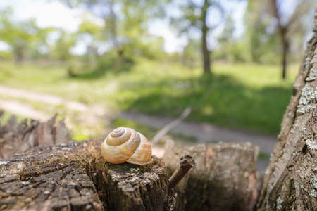 Single snail shell, on a tree trunk in the dark forest, under a dramatic light, close to a country...