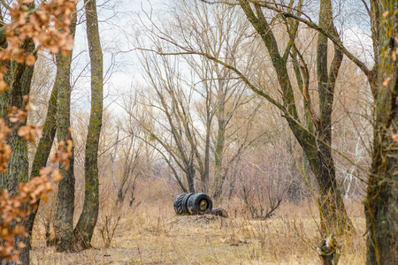 Big tires for dogs training in the woodsの写真素材
