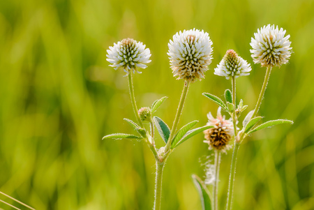 Trifolium repens or white clover, also known as Dutch clover, Ladino clover, or Ladino, in the meadow close to the Dnieper river in Kiev, Ukraine, under the soft morning summer sunの写真素材