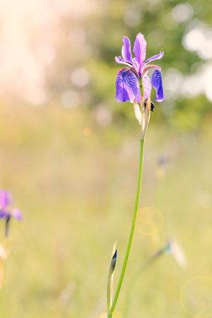 Iris sibirica, commonly known as Siberian iris or Siberian flag, growing in the meadow close to the Dnieper river in Kiev, Ukraine, under the soft morning sunの写真素材