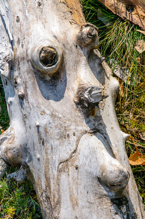 An example of pareidolia: a piece of tree trunk looking like a face. Symbolize the unhappy Natureの写真素材