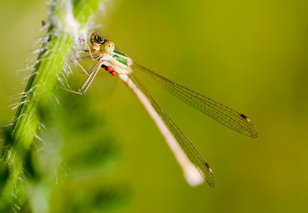 Female of Lestes barbarus damselfly, also known as southern emerald damselfly,Â shy emerald...