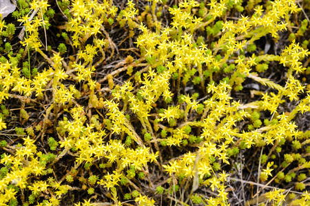 The Sedum acre, commonly known as theÂ goldmoss stonecrop, mossy stonecrop,Â goldmoss...