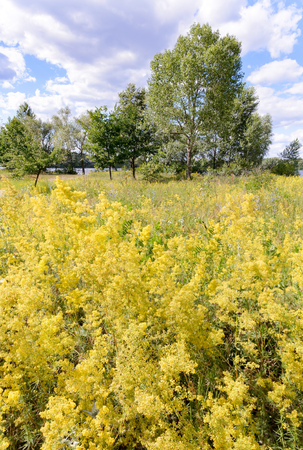 Galium verum, also known as lady's bedstraw orÂ yellow bedstraw, in the meadow close to the Dnieper river, during summer, in Kiev, Ukraineの写真素材