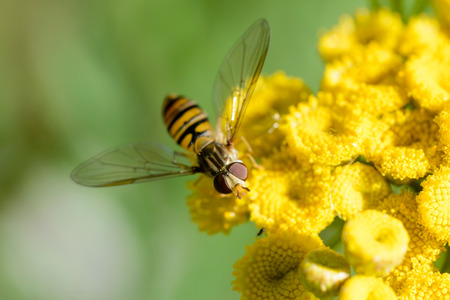 Episyrphus balteatus, also known as Marmalade hoverfly  on a yellow Tansy flower (Tanacetum vulgare)の写真素材