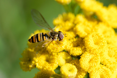 Episyrphus balteatus, also known as Marmalade hoverfly  on a yellow Tansy flower (Tanacetum vulgare)の写真素材