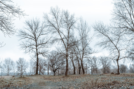 A winter lanscape in Kiev, Ukraine, with bare trees and gray skyの写真素材