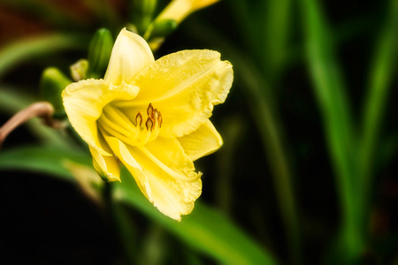 Yellow Hemerocallis flower also known as daylily is part of the  Asphodelaceae family, Hemerocallidoideae subfamily, but used to be part of Liliaceae (which includes true lilies)の写真素材