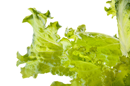 Closeup of tender green Batavia saladの写真素材