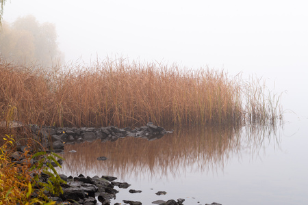 Autumn mist on the Dnieper river, soon in the morning, in Kiev, Ukraine. Reeds and trees emerge from the fogの写真素材