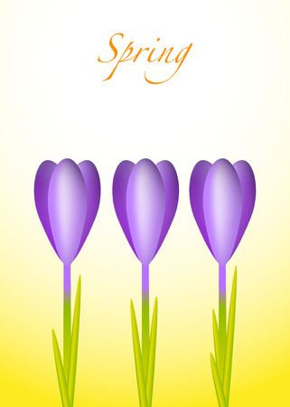 Three violet crocuses on a spring backgroundのイラスト素材