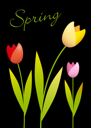 Three colorful tulips on a black backgroundのイラスト素材