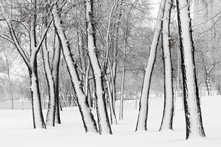 Trees in the Natalka park, close to the Dnieper river in Kiev, Ukraine. One side of the trees is covered by snow, while the other part stays untouchedの写真素材