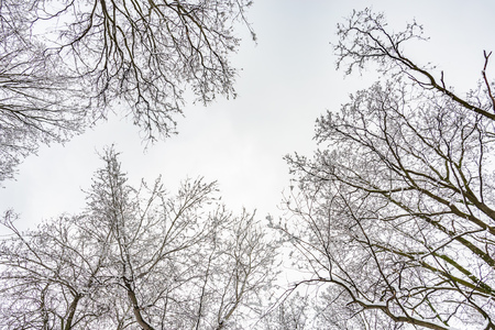 Looking up at the sky through  willows and poplars trees fcovered by snow during a cold and icy winter winterの写真素材