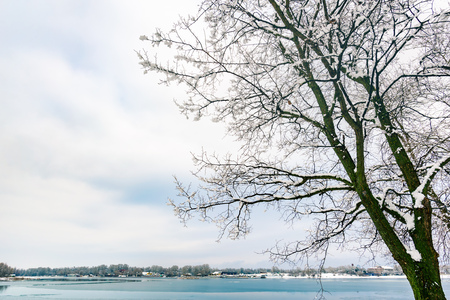 A poplar close to the Dnieper river in Kiev, Ukraine, stands out against a background of white snowy winter sky. Ducks are swimming on the icy waterの写真素材