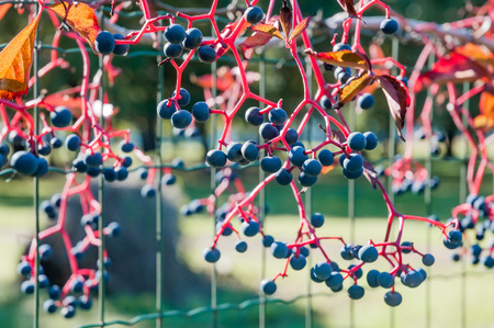 Parthenocissus quinquefolia fruits, also known as Virginia creeper, Victoria creeper, five-leaved ivy or five-fingerの写真素材