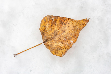 A dry poplar leaf on the fresh white snow in winterの写真素材