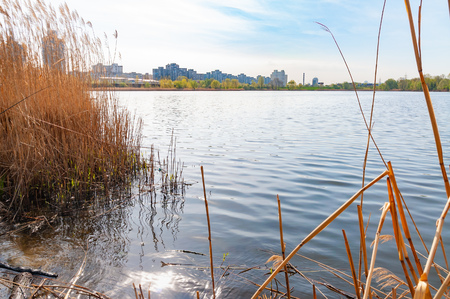 View of buildings close to the Yordanske lake in the Obolon district of Kiev, Ukraine. Phragmites australis reeds in the foreground and soft cloudy sky.の写真素材