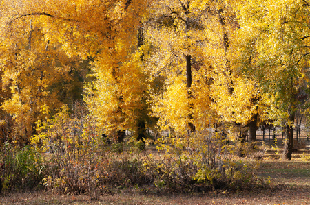 Background of oplar trees with yellow and orange leaves close to the Dnieper river in Kiev, Ukraine, at the beginning of autumnの写真素材