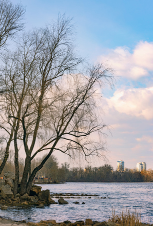 View of  poplars close to the blue Dnieper River in Kiev at the beginning of spring. High buildings in the background.の写真素材