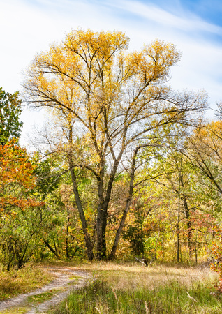 Colorful forest in Ukraine during a sunny autumn day. The trees are tinted with red, orange, yellow and greenの写真素材