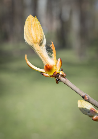 Macro of a horse-chestnut (aesculus hippocastanum) sprout under the warm spring sunの写真素材