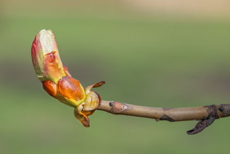 Macro of a horse-chestnut (aesculus hippocastanum) sprout under the warm spring sunの写真素材