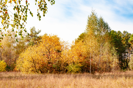 A view of the woods with various colorful trees illuminated by the warm sun in autumn. Kiev, Ukraineの写真素材
