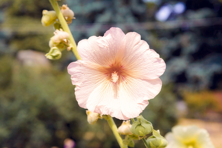 Pink Alcea Rosea in the garden, growing under the warm summer sunの写真素材