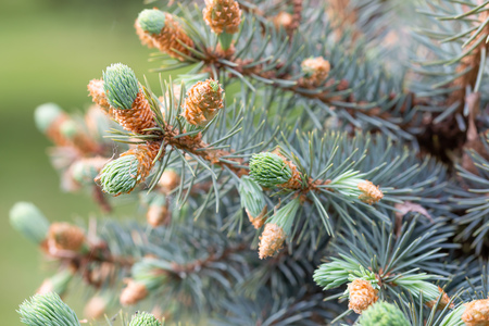 Macro photo of Picea Pungens 'Glauca',  Blue Spruce Buds at the beginning of springの写真素材