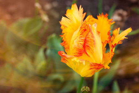 Close up of a yellow, orange and red fringed tulip, tulipa crispa, in the garden.の写真素材