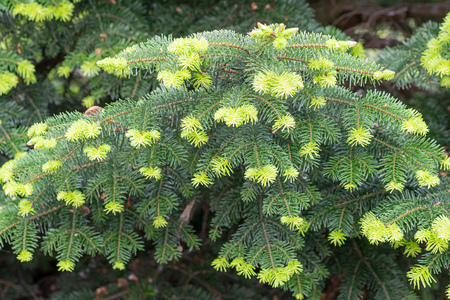 Young needles from Abies nordmanniana also known as Nordmann fir or Caucasian fir. The new needles are a tender green  color in springの写真素材