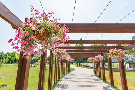 Hanging garden of pink petunia roses in the Natalka park of Kiev, Ukraine, under a warm spring sun. The flowers are placed in baskets suspended from a wooden structure of the "pergola" typeの写真素材