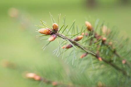 Fir buds and needles in early spring, on a blurred backgroundの写真素材