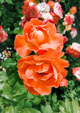 Orange roses in a garden, under the soft spring sunの写真素材
