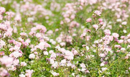 Pink Polyantha Shrub Roses also known as The Fairy roses in a garden, under the hot spring sunの写真素材