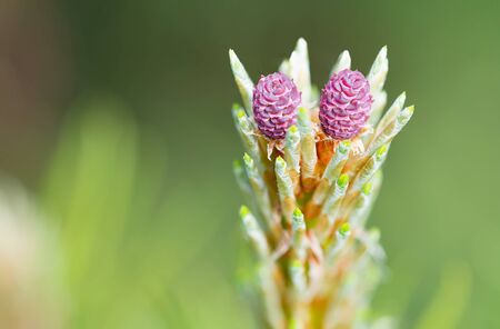 Pinus Silvestris, pine tree, red female flower under the warm sun during the spring season. (Focus stacking)の写真素材