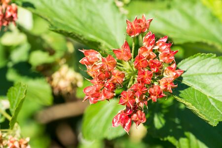 Red Physocarpus opulifolius, also known as common ninebark, Eastern ninebark, ninebark or Atlantic...