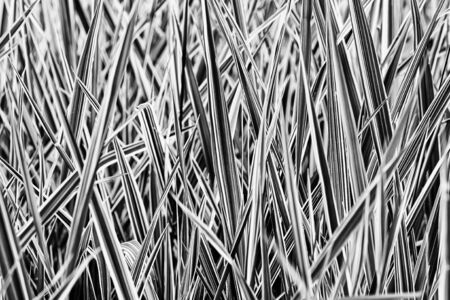 Black and white picture of green and white Phalaris arundinacea leaves, also known as reed canary grass and gardener's garters, growing in a park at the beginning of spring, in Kiev, Ukraineの写真素材
