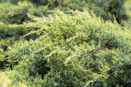Close-up of Juniperus horizontalis "Golden carpet", also known as creeping juniper or creeping cedar, with young light green sprouts at the beginning of springの写真素材