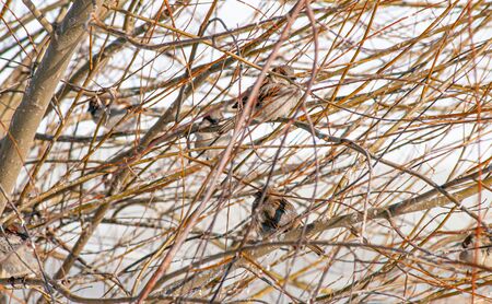 Home sparrows, passer domesticus,on the branches of a willow shrub during the cold winterの写真素材