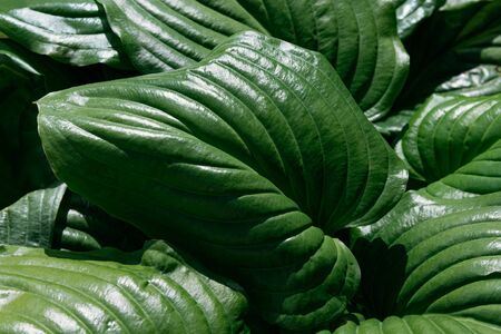 Detail of green Hosta leaves under the sun. It can be used as background.の写真素材