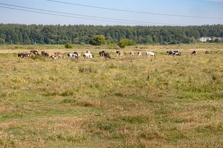 Herd of grazing cows in a flowered field near the small town of Irpin in the northwest of Kiev, Ukraine, during the summerの写真素材
