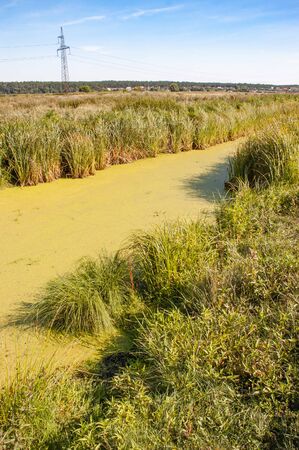 The Irpin River, northwest of Kiev, Ukraine, is covered with green Lemnoideae, also known as Duckweeds or water lenses, during the hot summer.の写真素材