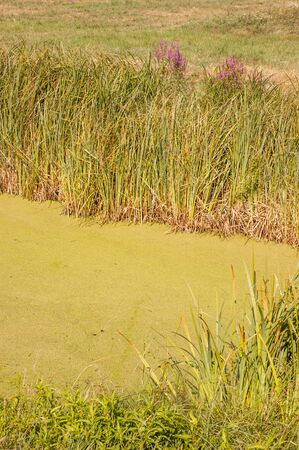 The Irpin River, northwest of Kiev, Ukraine, is covered with green Lemnoideae, also known as Duckweeds or water lenses, during the hot summer.の写真素材