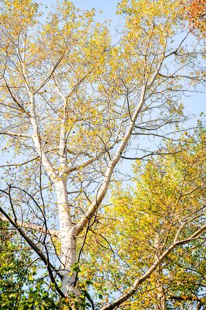 Detail of a Birch against the blue sky at the beginning of autumnの写真素材