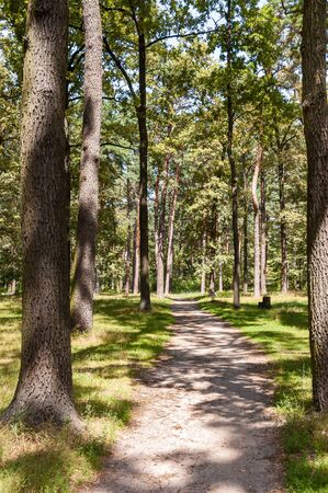 A dirt road in a high oak forest in Irpin, a small town northwest of Kiev in Ukraineの写真素材