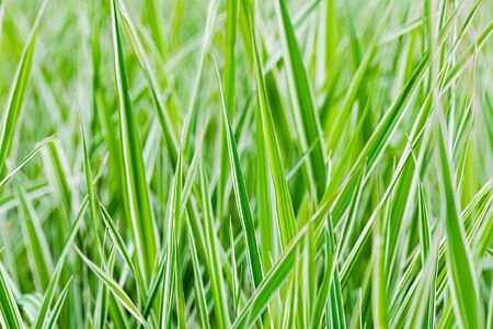 Green and white Phalaris arundinacea leaves, also known as reed canary grass and gardener's garters, growing in a park at the beginning of spring, in Kiev, Ukraineの写真素材