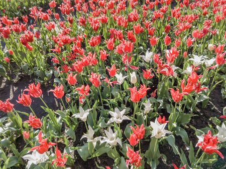 Red and white tulips flowers under the soft spring sun in Kiev, Ukraineの写真素材